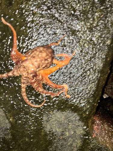 タコの釣果