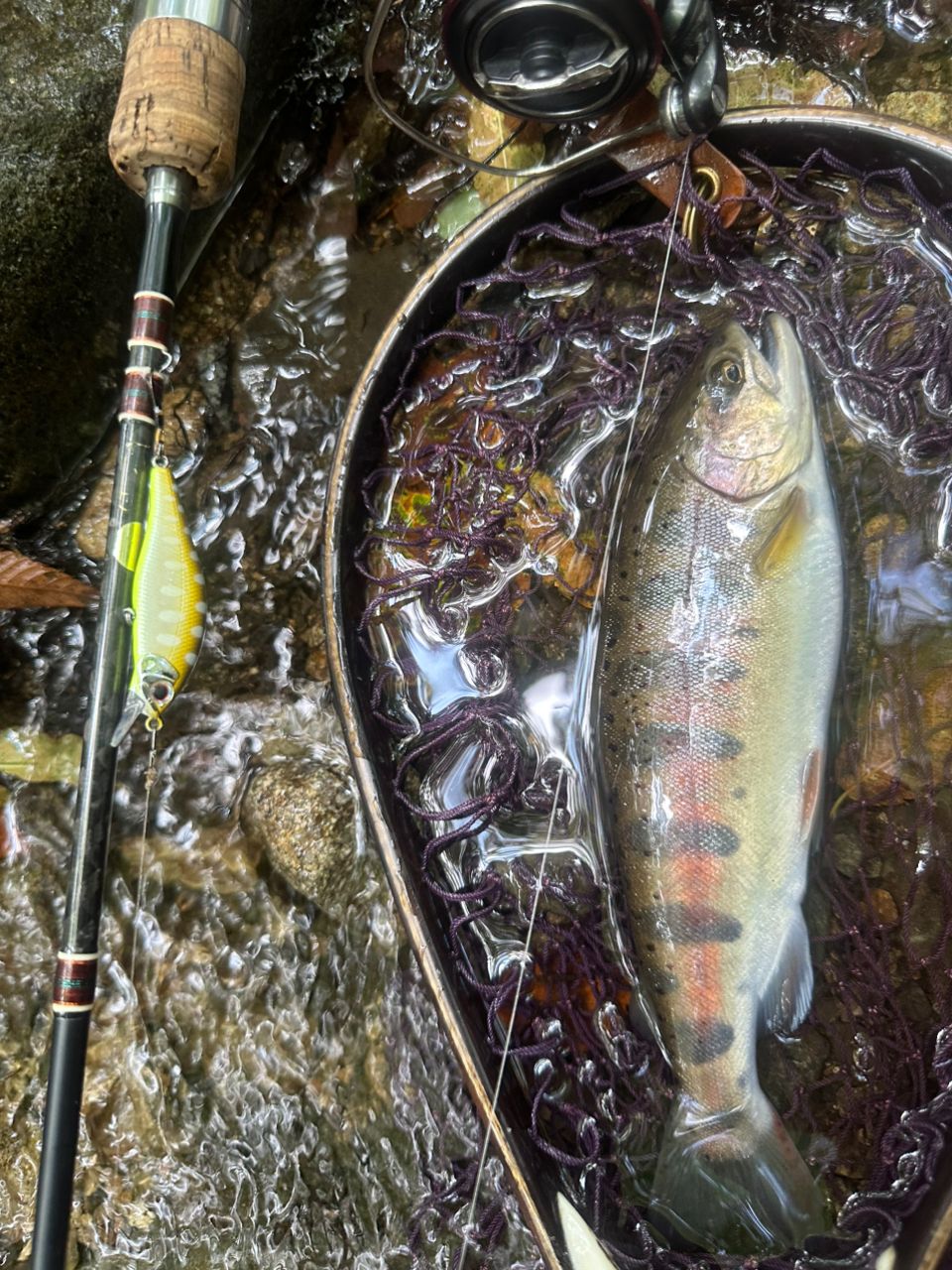 ジャクソン　カワセミKWSM-Ｓ49L 中古 ジャクソン カワセミKWSM-S49L 中古 楽天市場】【中古/極上品