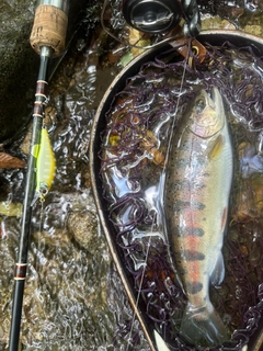 ヤマメの釣果