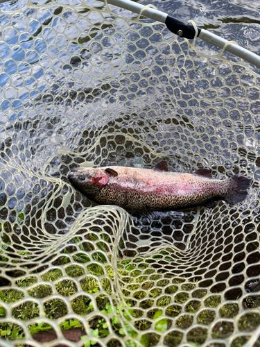 小菅トラウトガーデンの釣果・釣り場情報【2025年最新