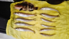 キスの釣果
