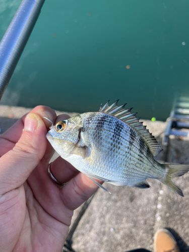 しまなみ海道