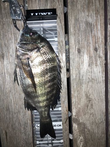 クロダイの釣果