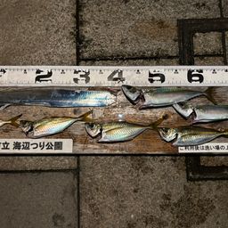 タチウオ