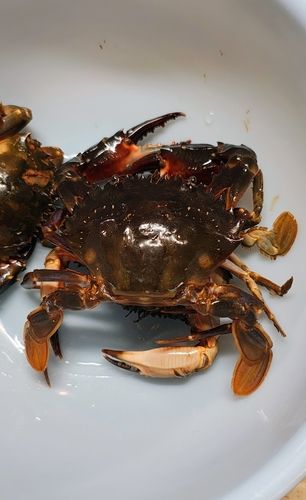 西浦