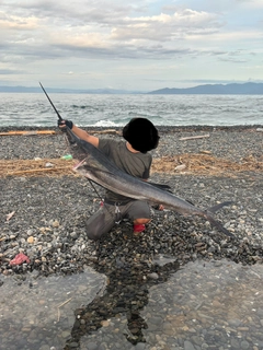 バショウカジキの釣果