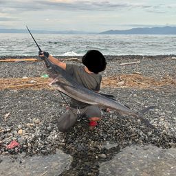 バショウカジキ