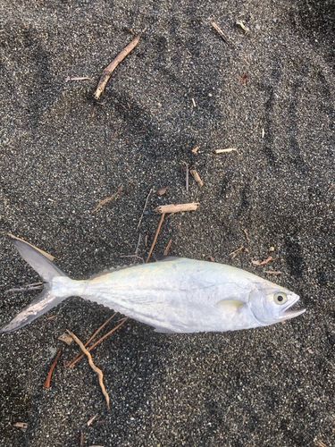 国府津海岸