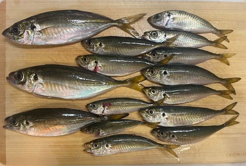 本牧海づり施設