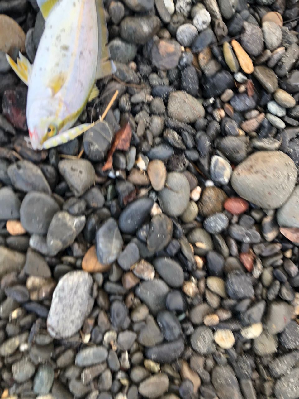 ショゴ