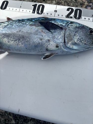 スマカツオの釣果