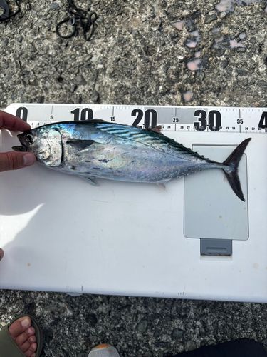 熱海港海釣り施設