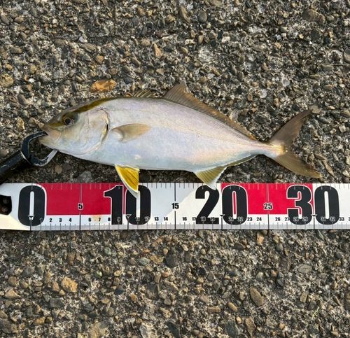 ショゴの釣果