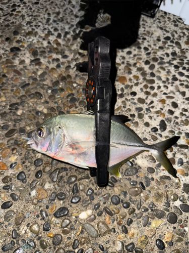 メッキの釣果