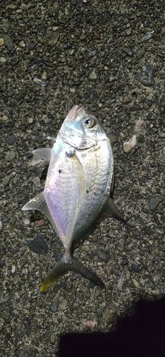 メッキの釣果