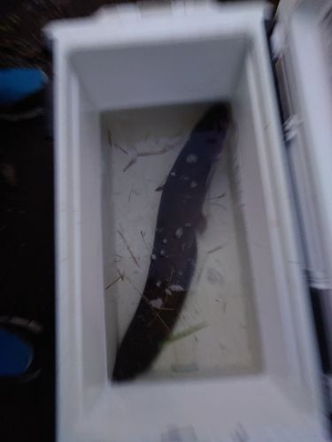 ナマズの釣果