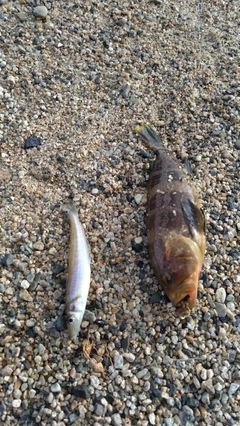 シロギスの釣果