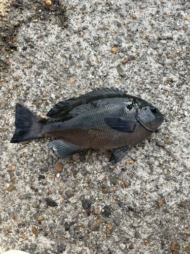 グレの釣果