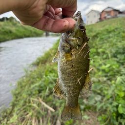 スモールマウスバス