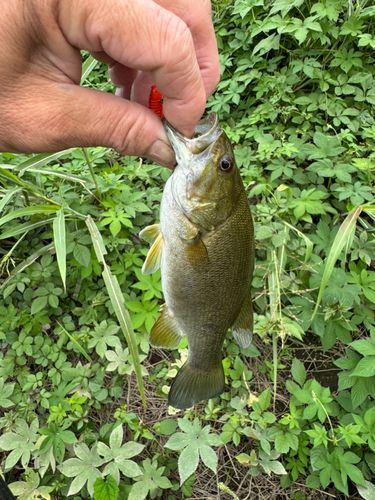 スモールマウスバスの釣果