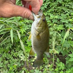 スモールマウスバス