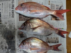 マダイの釣果