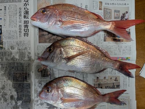 マダイの釣果