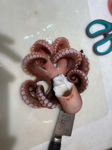 タコの釣果