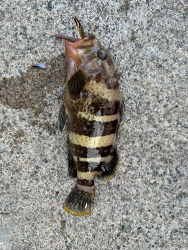 アオハタの釣果