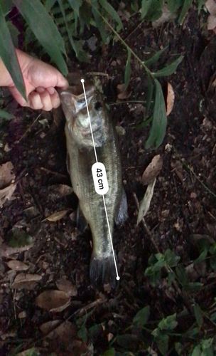 ブラックバスの釣果