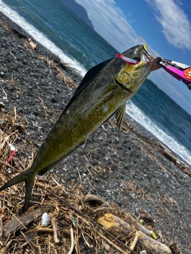 シイラの釣果