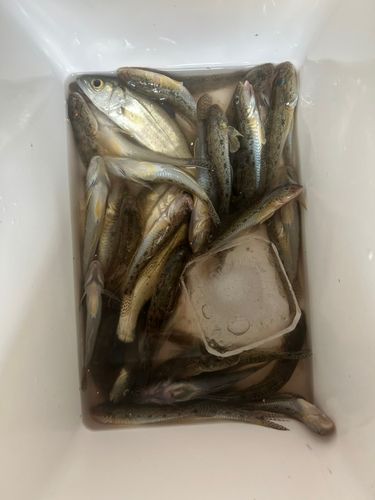 ハゼの釣果