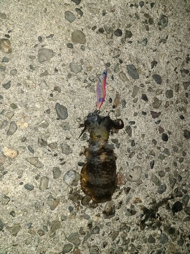 豊浜漁港
