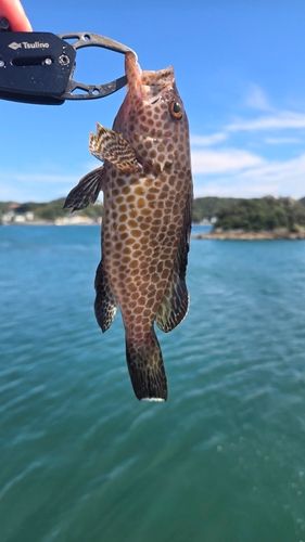 オオモンハタの釣果