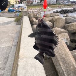 イシダイ