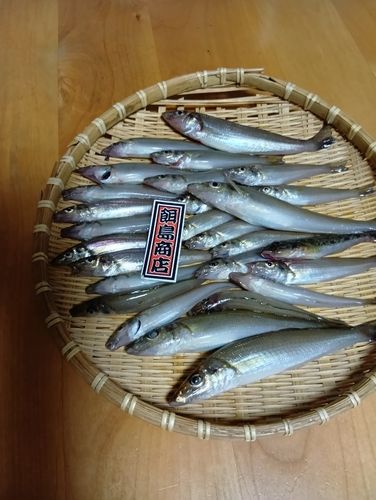 シロギスの釣果