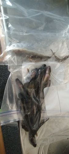 小浜湾