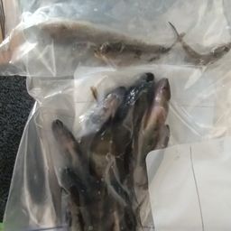 ハゼ