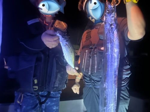 タチウオの釣果