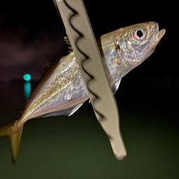 アジ