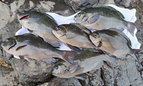 メジナの釣果
