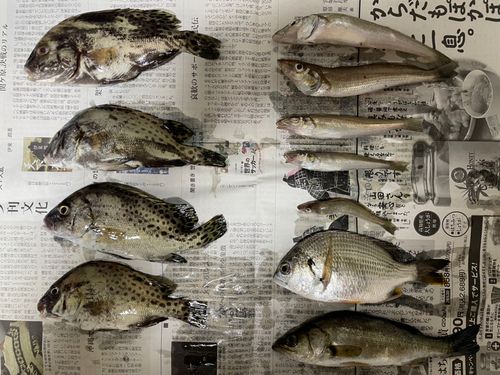 シロギスの釣果