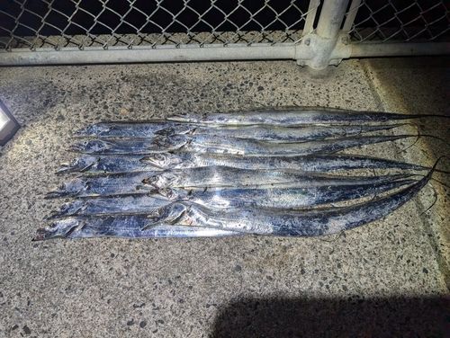 タチウオの釣果