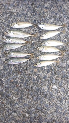 アジの釣果