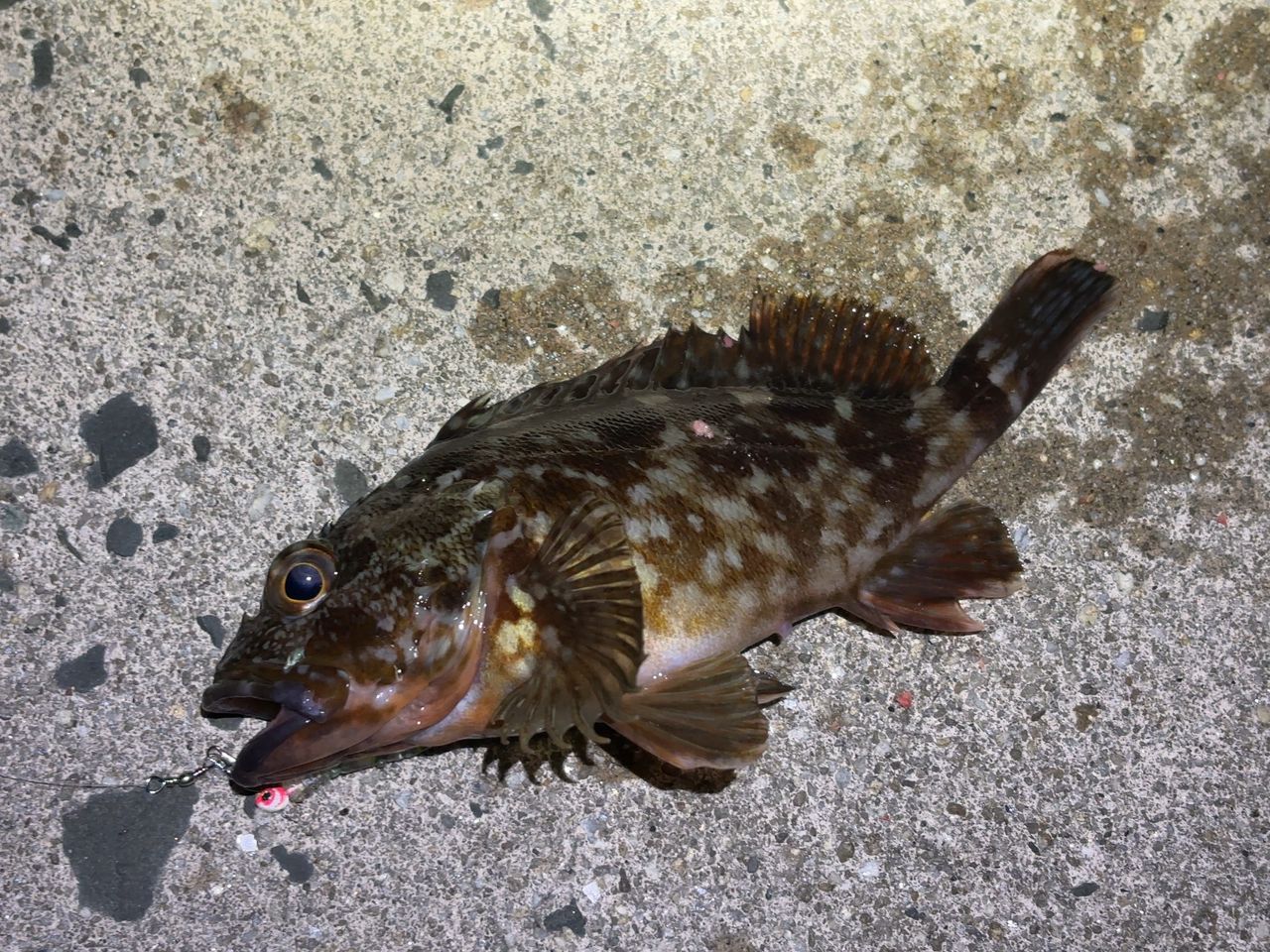 アジ