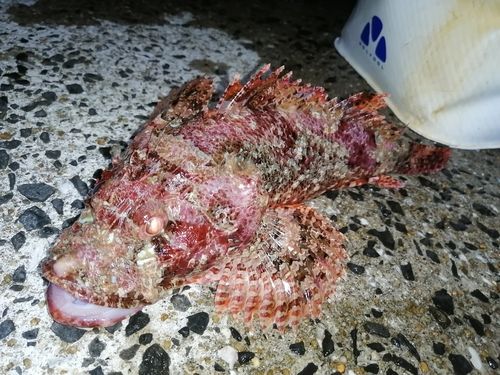 舘浦漁港