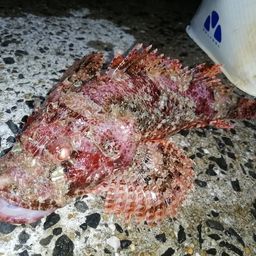 オニカサゴ