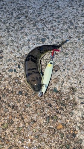 フグの釣果