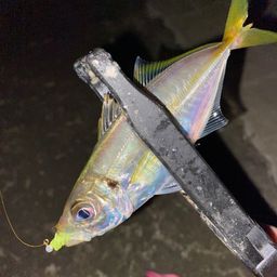 アジ