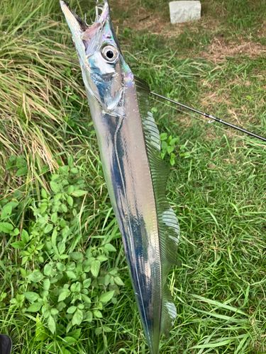 タチウオの釣果